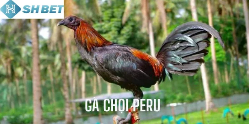 Đá gà Peru là một hình thức đá gà chọi phổ biến với người chơi