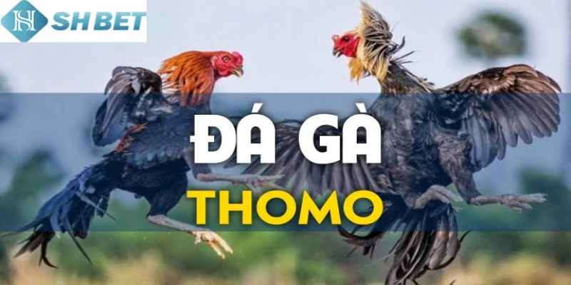 Tham gia xem đá gà Thomo Campuchia tại Shbet ngay hôm nay