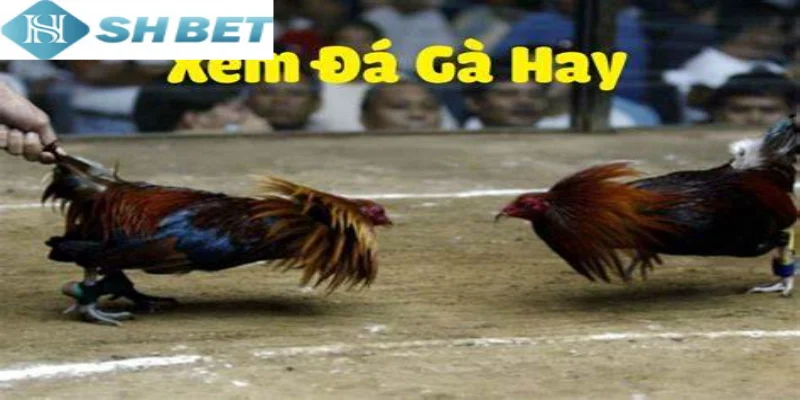 Có nhiều giống gà chiến thường xuất hiện tại đấu trường