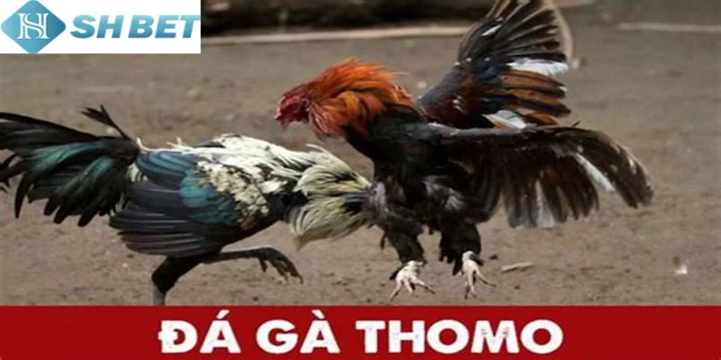 Ghi nhớ bí quyết nuôi và huấn luyện gà chiến tham gia đấu trường